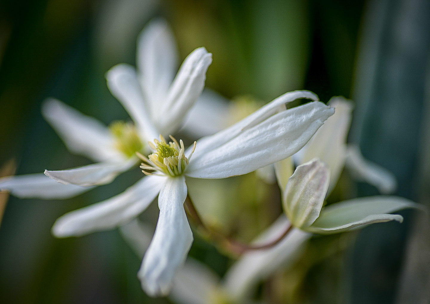 Clematis Armandii